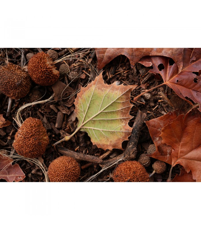 لنز سونی مدل FE 50mm f/1.4 GM