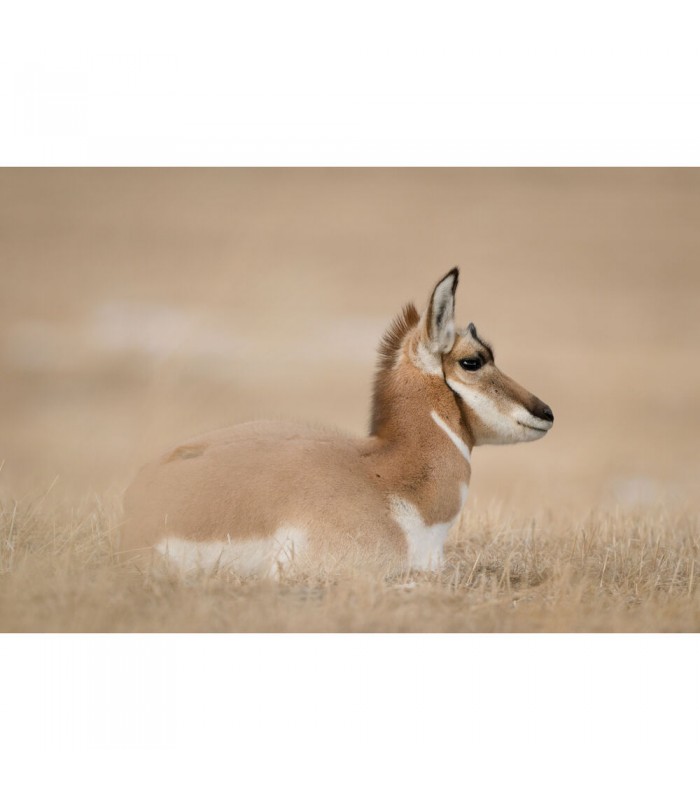 دوربین عکاسی بدون آینه نیکون مدل Nikon Z8