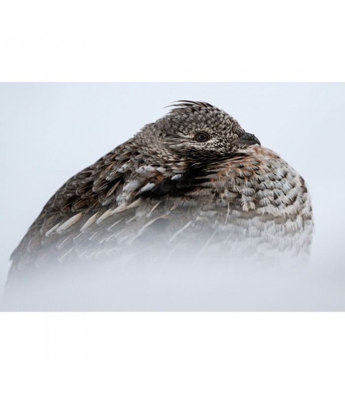 دوربین عکاسی بدون آینه نیکون مدل Nikon Z8