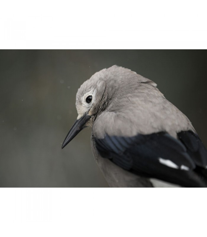 دوربین عکاسی بدون آینه نیکون مدل Nikon Z8