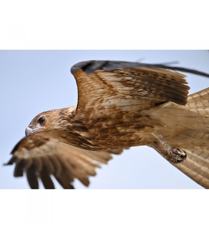 دوربین عکاسی بدون آینه نیکون مدل Nikon Z8