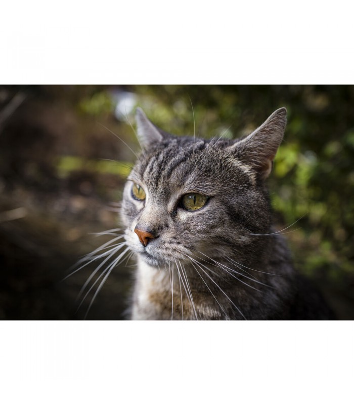 دوربین بدون آینه لایکا مدل Leica Q3