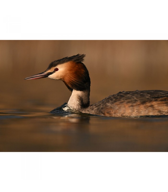 لنز نیکون مدل NIKKOR Z 180-600mm f/5.6-6.3 VR