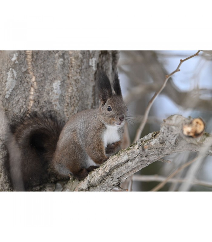 لنز نیکون مدل NIKKOR Z 180-600mm f/5.6-6.3 VR