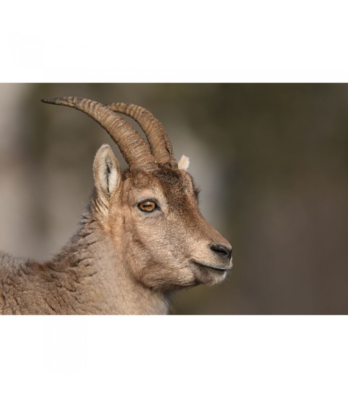 لنز نیکون مدل NIKKOR Z 180-600mm f/5.6-6.3 VR