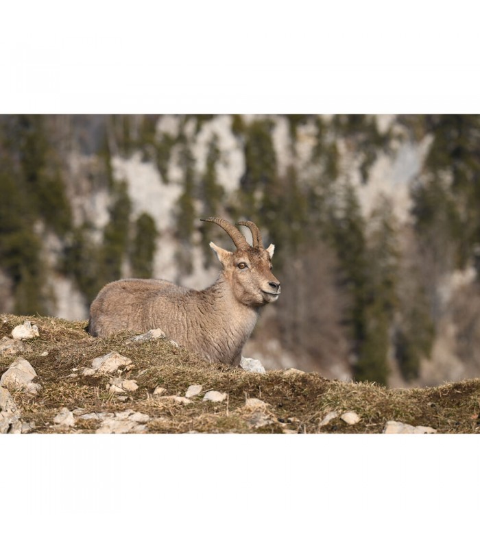 لنز نیکون مدل NIKKOR Z 180-600mm f/5.6-6.3 VR