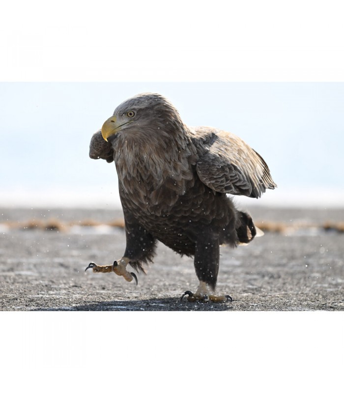 لنز نیکون مدل NIKKOR Z 180-600mm f/5.6-6.3 VR