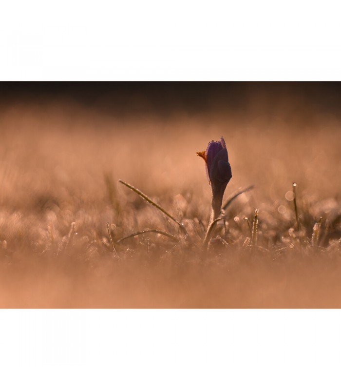 لنز نیکون مدل NIKKOR Z 180-600mm f/5.6-6.3 VR