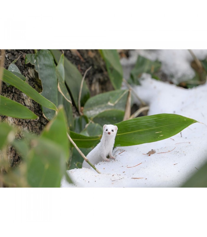 لنز نیکون مدل NIKKOR Z 180-600mm f/5.6-6.3 VR