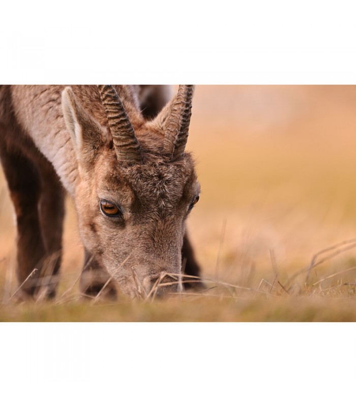 لنز نیکون مدل NIKKOR Z 180-600mm f/5.6-6.3 VR