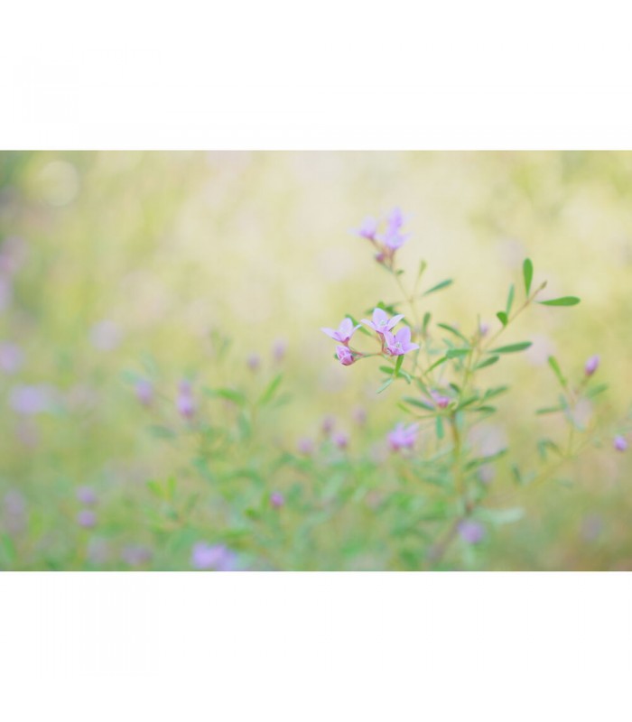 دوربین بدون آینه سونی مدل Sony Alpha a6700