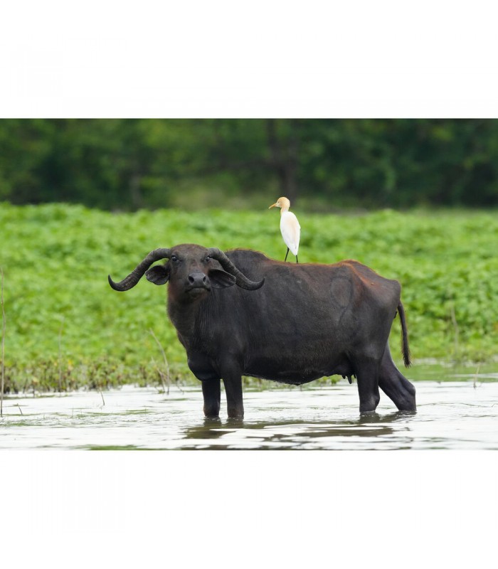 دوربین بدون آینه سونی مدل Sony Alpha a6700