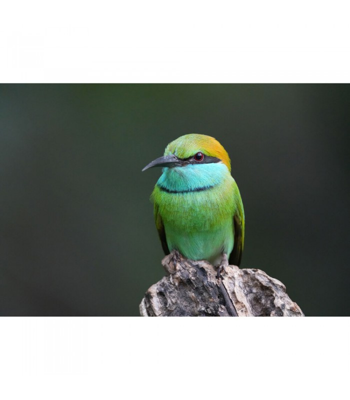 دوربین بدون آینه سونی مدل Sony Alpha a6700