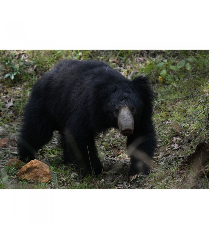 دوربین بدون آینه سونی مدل Sony Alpha a6700