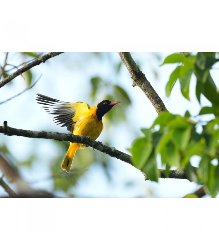 دوربین بدون آینه سونی مدل Sony Alpha a6700