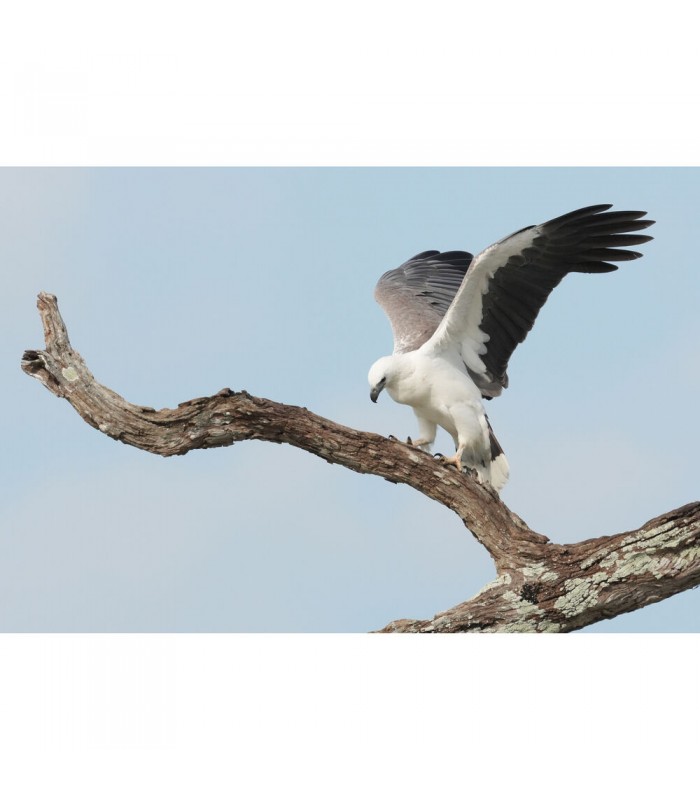 دوربین بدون آینه سونی مدل Sony Alpha a6700