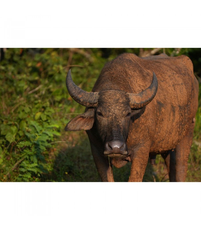 دوربین بدون آینه سونی مدل Sony Alpha a6700