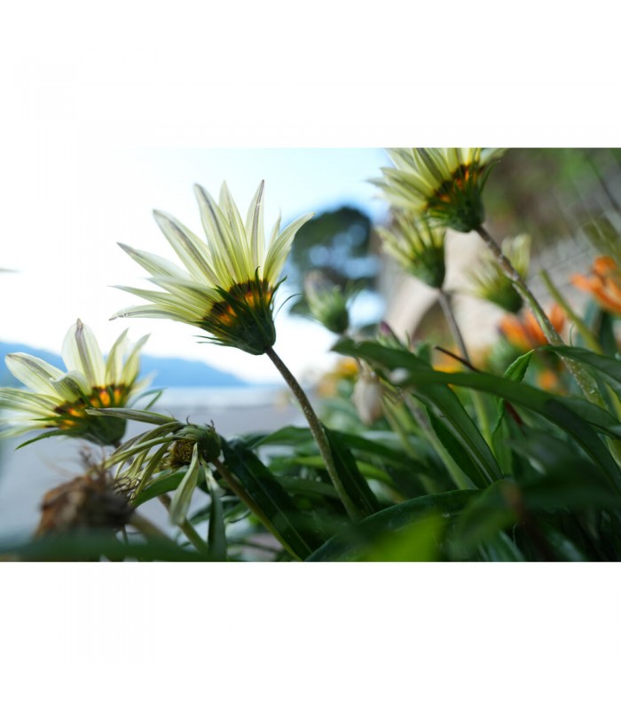 لنز سونی مدل Sony FE 16-35mm f/2.8 GM II