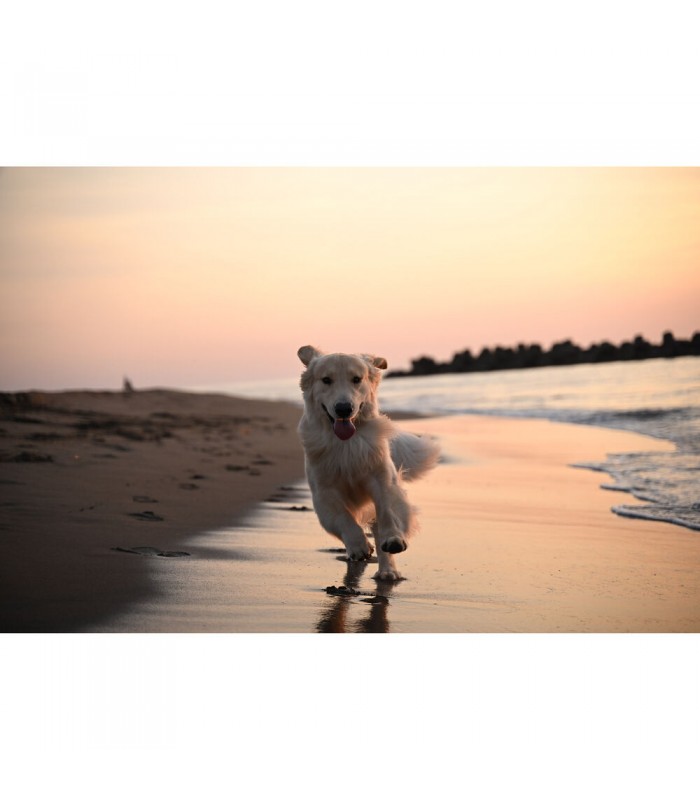 دوربین بدون آینه نیکون مدل Nikon Zf به همراه لنز ۴۰ میلی‌متری f/2 (SE)