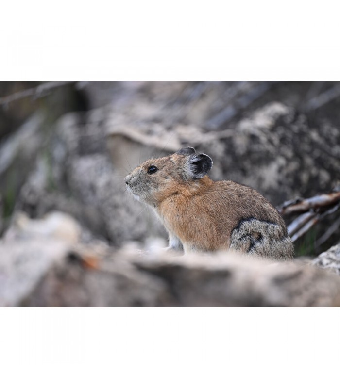 لنز نیکون مدل NIKKOR Z 600mm f/6.3 VR S