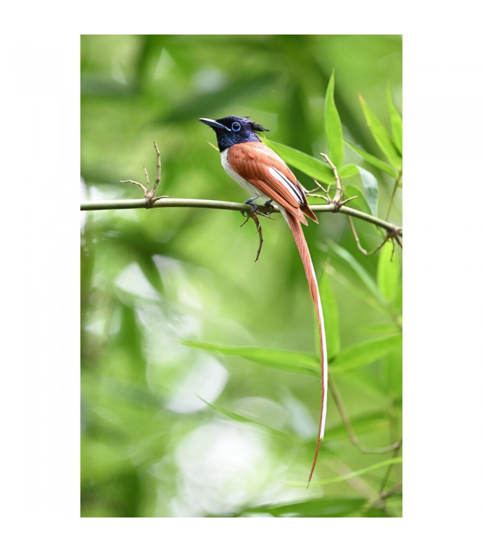 لنز نیکون مدل NIKKOR Z 600mm f/6.3 VR S