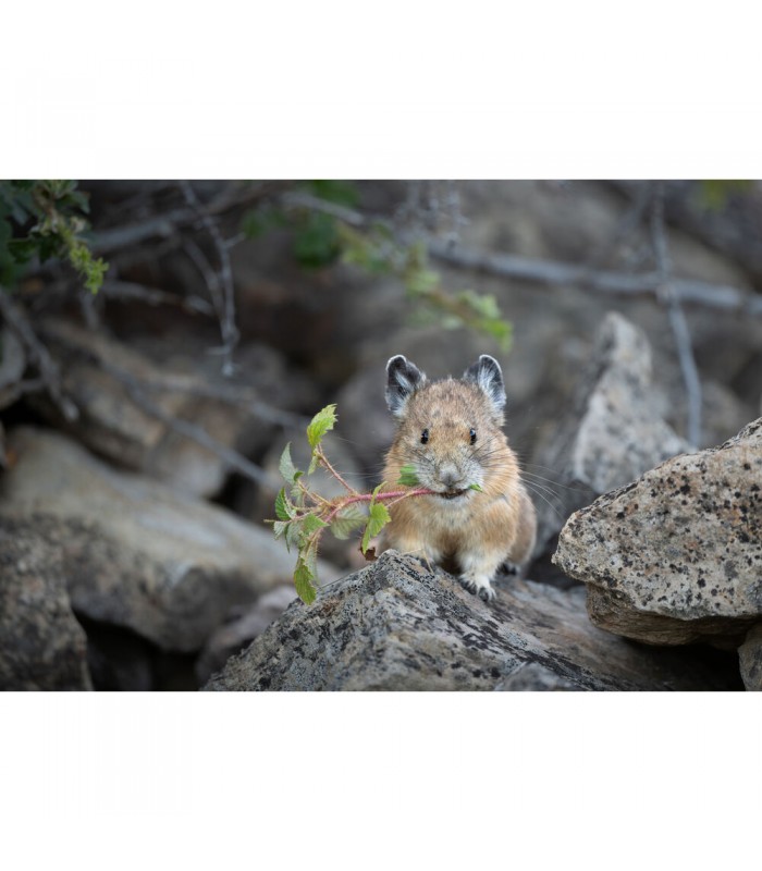لنز نیکون مدل NIKKOR Z 600mm f/6.3 VR S