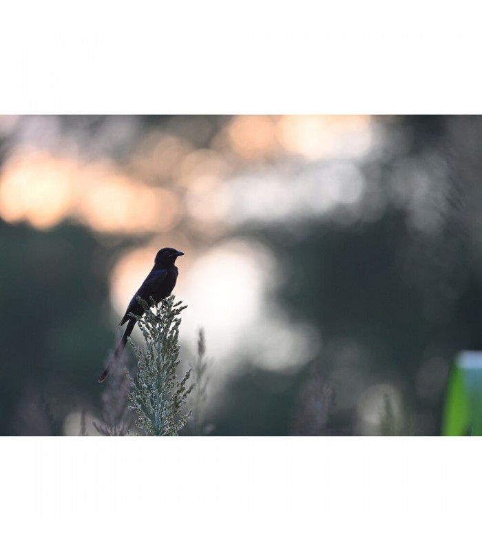 لنز نیکون مدل NIKKOR Z 600mm f/6.3 VR S