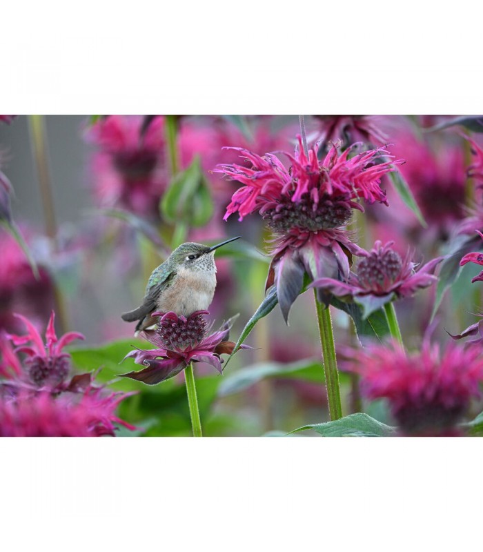 لنز نیکون مدل NIKKOR Z 600mm f/6.3 VR S