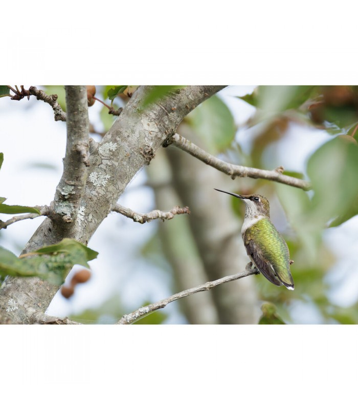 لنز کانن مدل RF 200-800mm f/6.3-9 IS USM