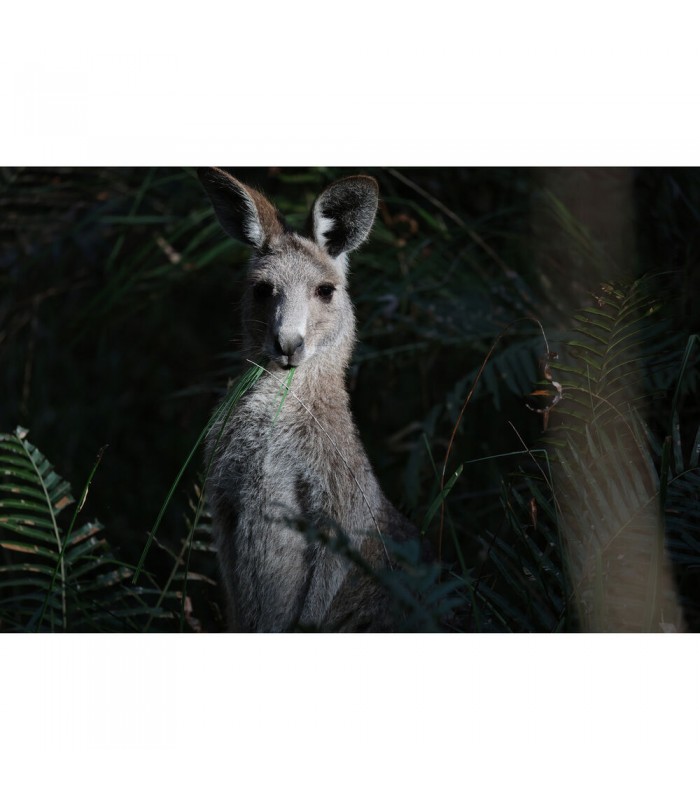 لنز کانن مدل RF 200-800mm f/6.3-9 IS USM