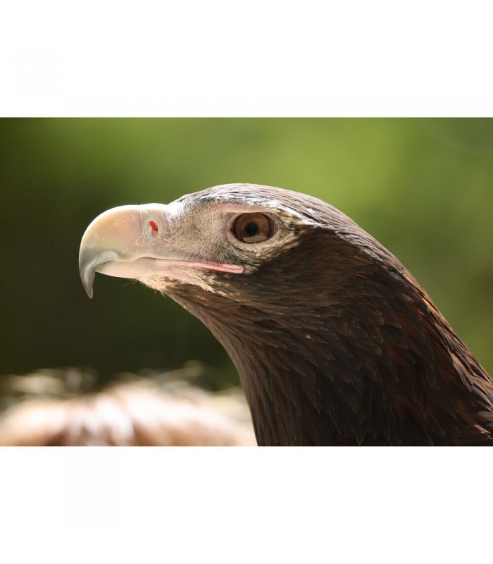 لنز کانن مدل RF 200-800mm f/6.3-9 IS USM