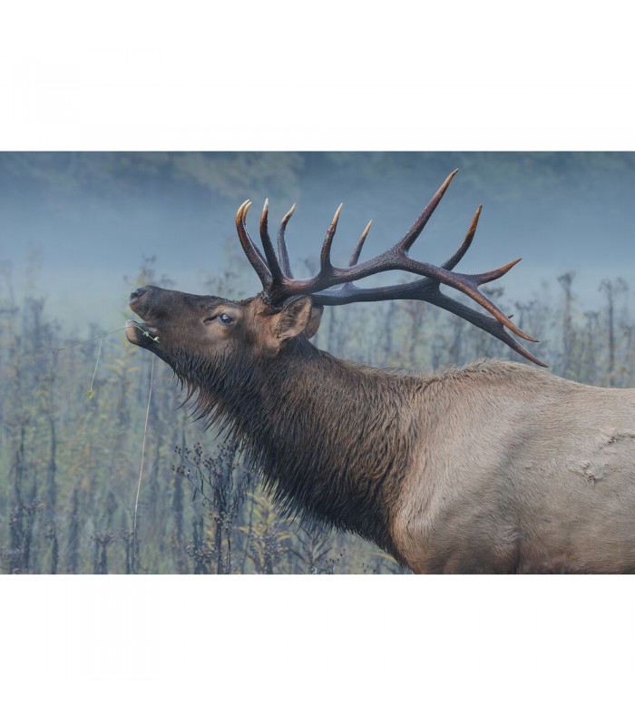 لنز کانن مدل RF 200-800mm f/6.3-9 IS USM