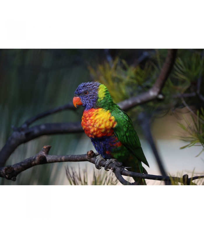 لنز کانن مدل RF 200-800mm f/6.3-9 IS USM