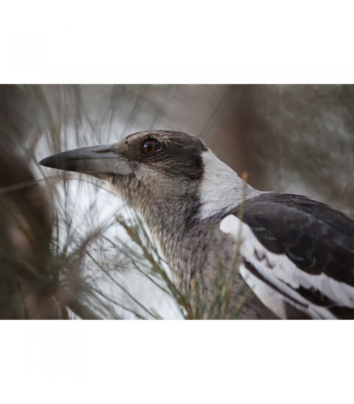 لنز کانن مدل RF 200-800mm f/6.3-9 IS USM