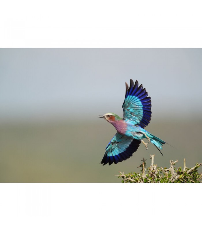 دوربین دیجیتال بدون آینه سونی مدل Alpha a9 III