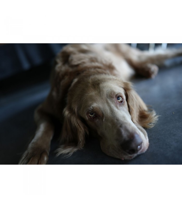 دوربین بدون آینه سونی a7C II همراه با لنز FE 28-60mm f/4-5.6 - رنگ نقره‌ای