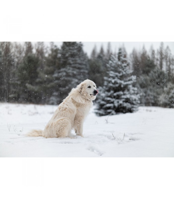 لنز سیگما مدل Sigma 50mm f/1.2 DG DN Art مانت E سونی