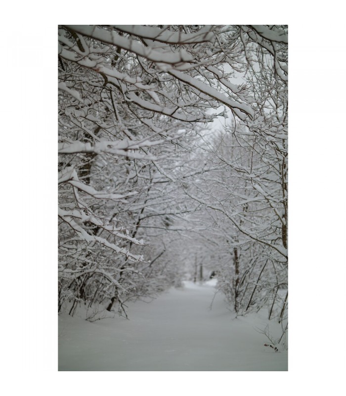 لنز سیگما مدل Sigma 50mm f/1.2 DG DN Art مانت E سونی