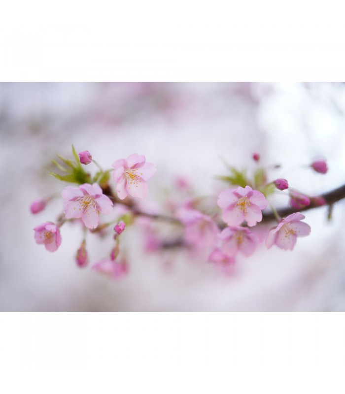 لنز سیگما مدل Sigma 50mm f/1.2 DG DN Art مانت E سونی