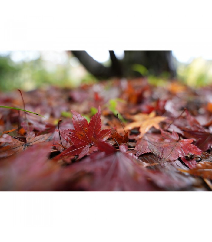 لنز سونی مدل FE 16-25mm f/2.8 G