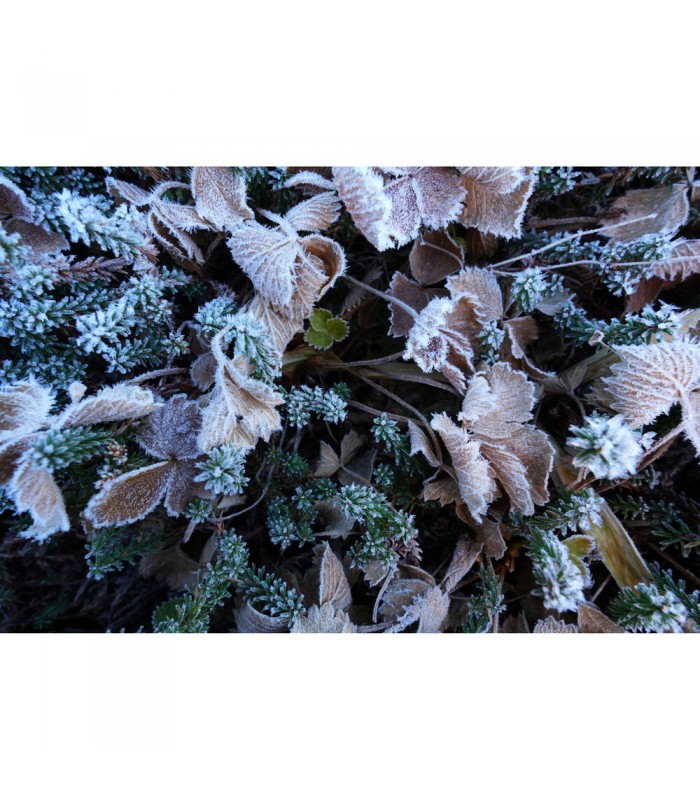 لنز سونی مدل FE 16-25mm f/2.8 G