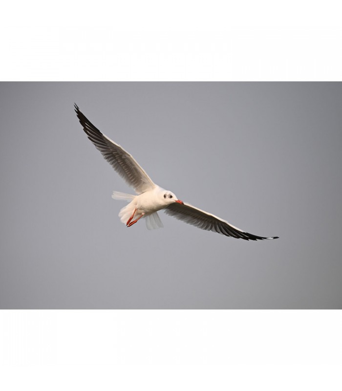 دوربین بدون آینه نیکون مدل Z6 III