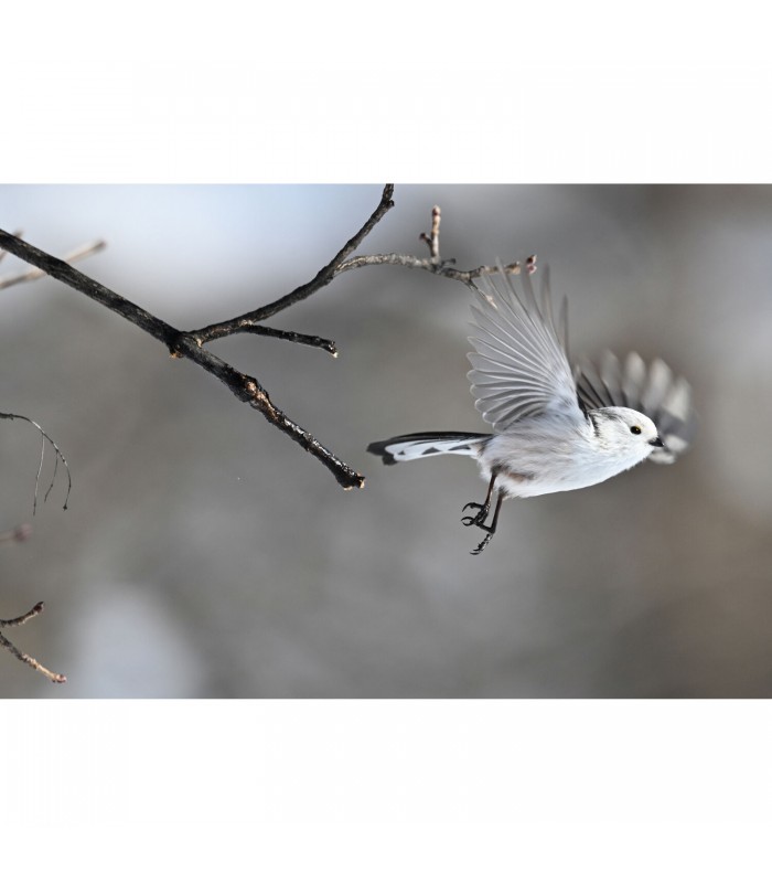 دوربین بدون آینه نیکون مدل Z6 III