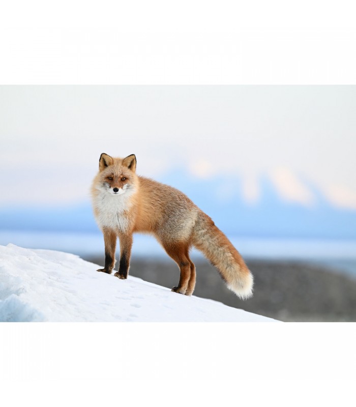 دوربین بدون آینه نیکون مدل Z6 III