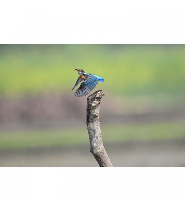 دوربین بدون آینه نیکون مدل Z6 III