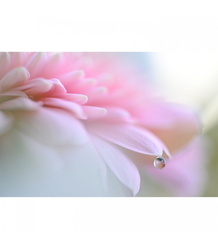 دوربین بدون آینه نیکون مدل Z6 III