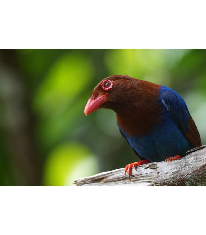 دوربین بدون‌آینه سونی مدل Sony a1 II