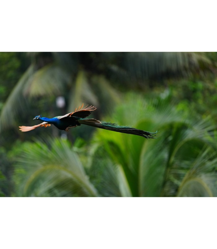 دوربین بدون‌آینه سونی مدل Sony a1 II