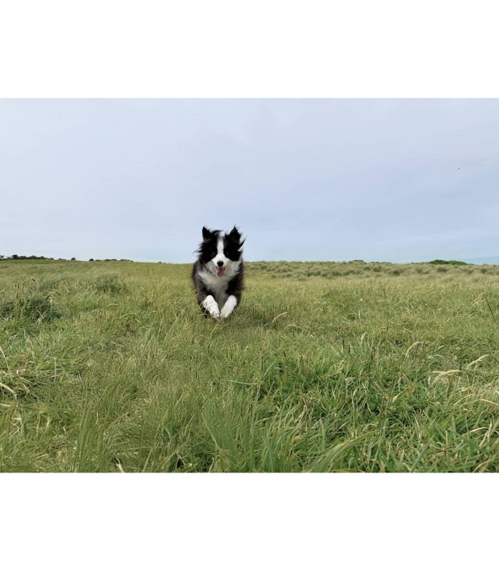 گیمبال موبایل اسمو موبایل ۷ | DJI Osmo Mobile 7