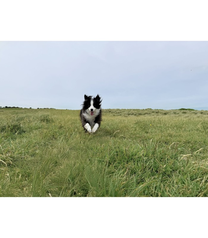 گیمبال موبایل اسمو موبایل ۷ پرو | DJI Osmo Mobile 7P